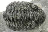 Phacopid (Adrisiops) Trilobite - Jbel Oudriss, Morocco #222415-3